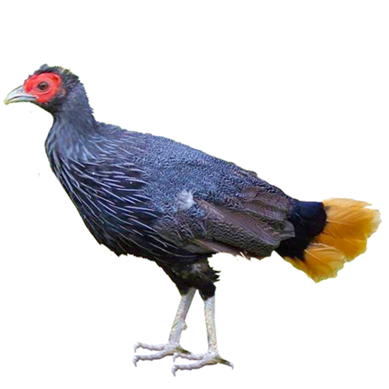Bornean Crestless